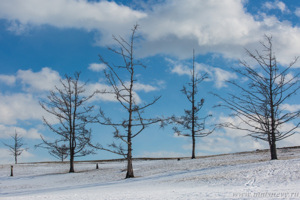 D04B8875.JPG - An ancient dark trees silhouettes of dry trees in a white snow on a bright sunny day with clouds