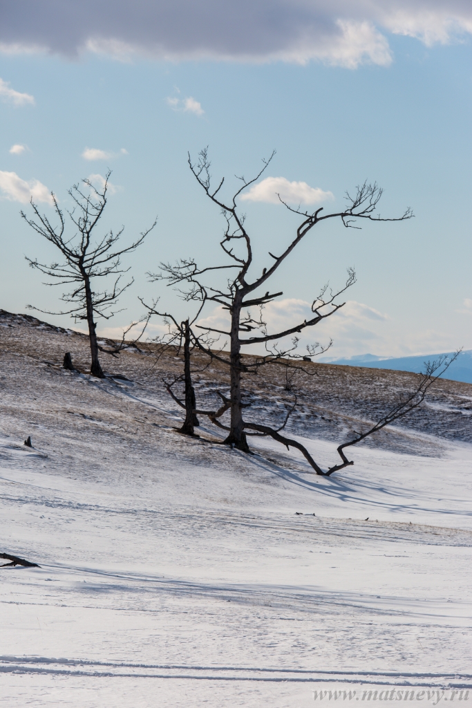 D04B8889.JPG - An ancient dark trees silhouettes of dry trees in a white snow on a bright sunny day with clouds