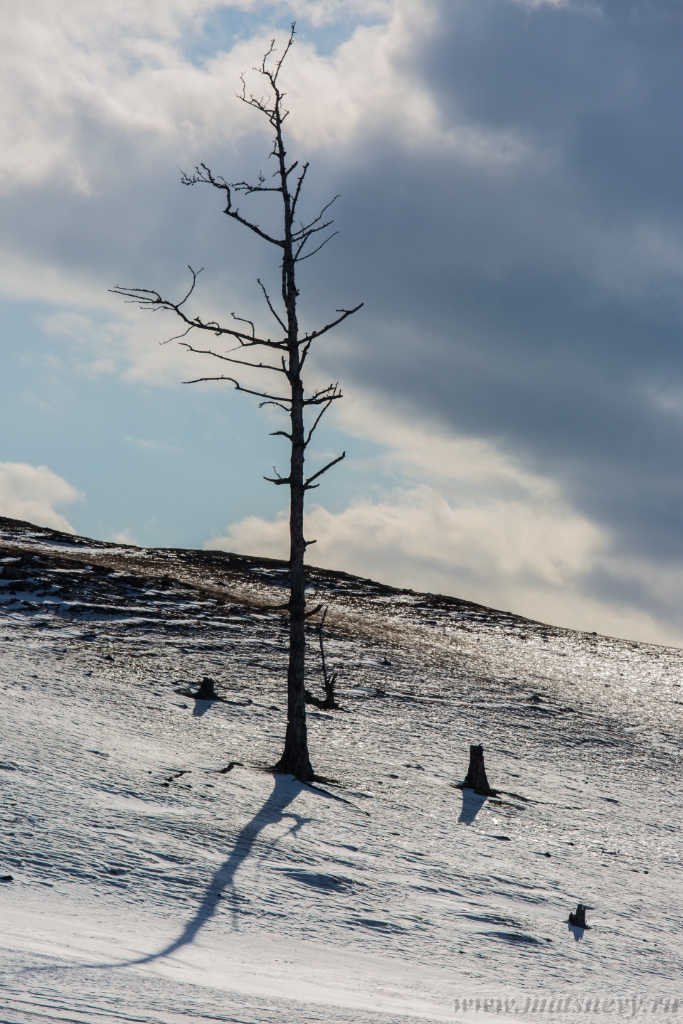 D04B8901.JPG - An ancient dark trees silhouettes of dry trees in a white snow on a bright sunny day with clouds