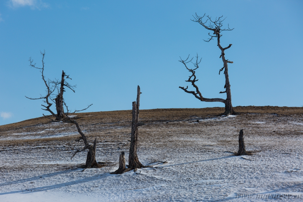 D04B8911.JPG - An ancient dark trees silhouettes of dry trees in a white snow on a bright sunny day with clouds