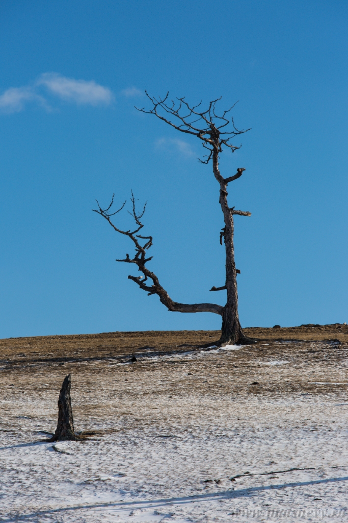 D04B8913.JPG - An ancient dark trees silhouettes of dry trees in a white snow on a bright sunny day with clouds