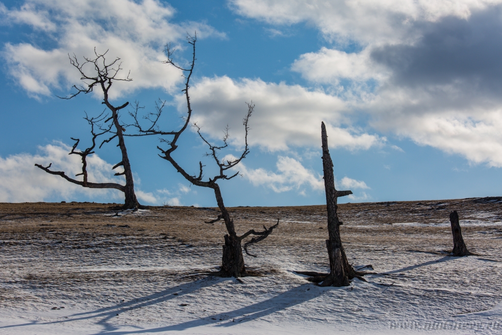 D04B8922.JPG - An ancient dark trees silhouettes of dry trees in a white snow on a bright sunny day with clouds