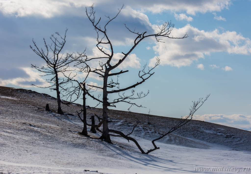 D04B8928.JPG - An ancient dark trees silhouettes of dry trees in a white snow on a bright sunny day with clouds