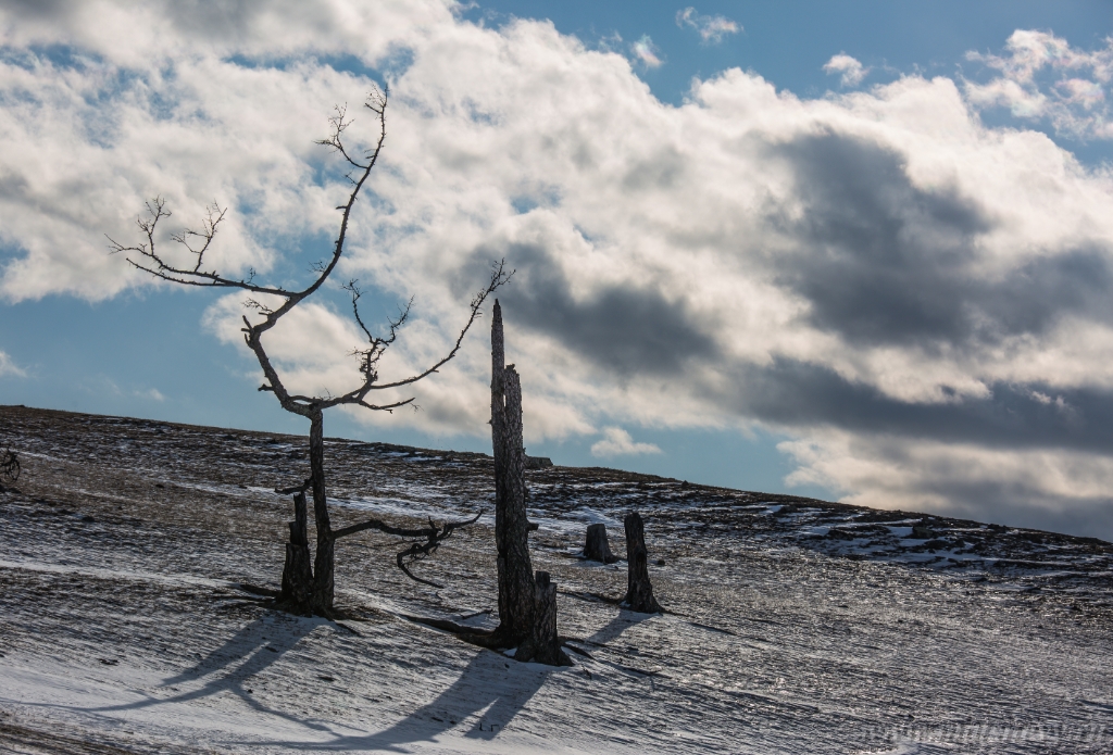 D04B8930.JPG - An ancient dark trees silhouettes of dry trees in a white snow on a bright sunny day with clouds