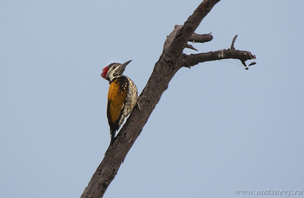 CA8A5338-DeNoiseAI-severe-noise.jpg