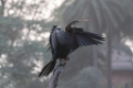 CA8A6334-Enhanced-NR