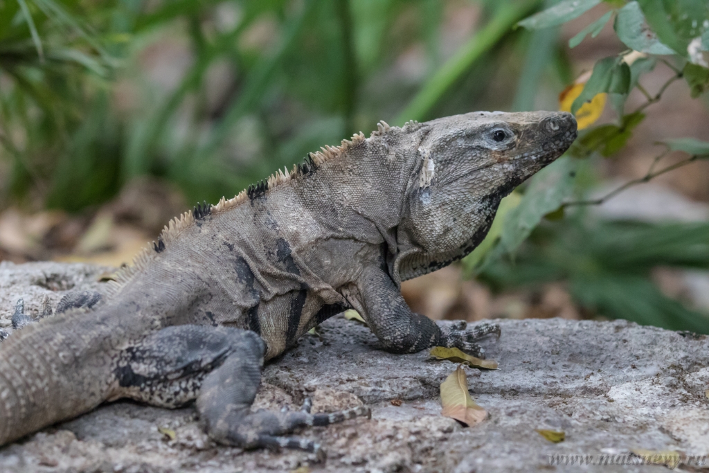 ALX_6955.JPG - A large wild iguana rests on stones in the shade on a sunny day in the ruins of the ancient Mayan city Tulum. Mexico.