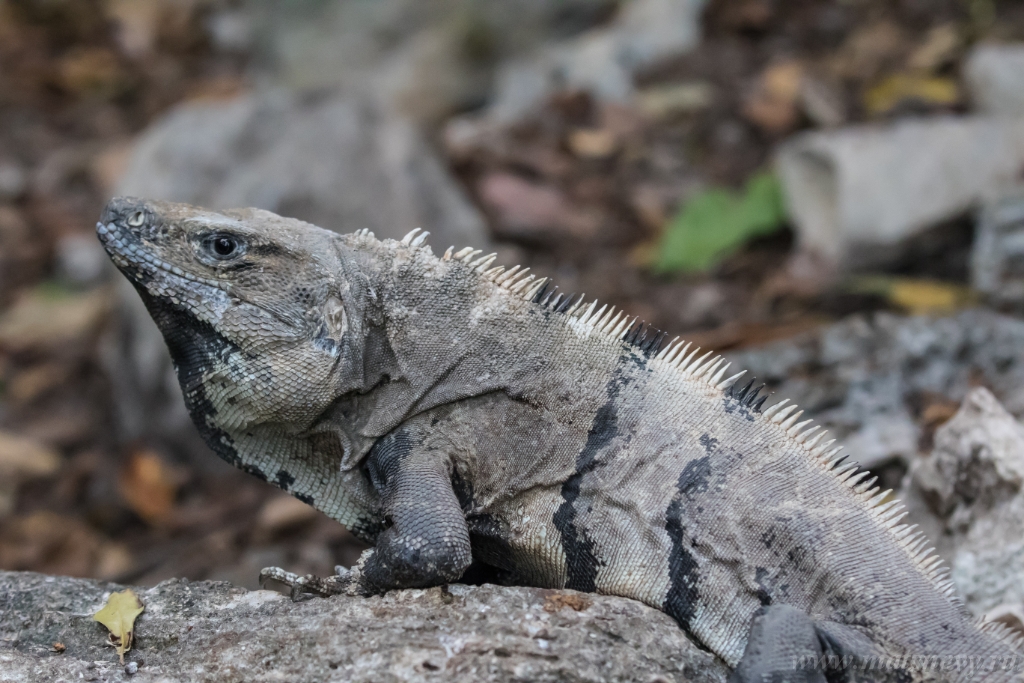 ALX_6970.JPG - A large wild iguana rests on stones in the shade on a sunny day in the ruins of the ancient Mayan city Tulum. Mexico.