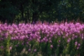 D04B0240